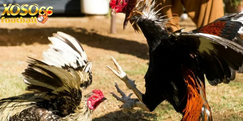 Đá gà online xoso66 là gì? Hướng dẫn đá gà online thắng lớn 3 Công cụ hỗ trợ đá gà onlinexoso66