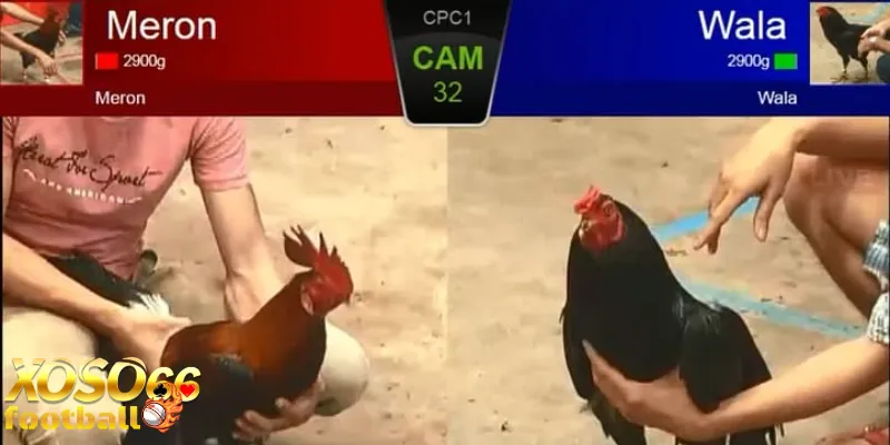 Đá gà online xoso66 là gì? Hướng dẫn đá gà online thắng lớn 4 Bí quyết nâng cao từ chuyên gia đá gà online xoso66